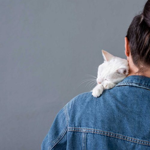 cat cat