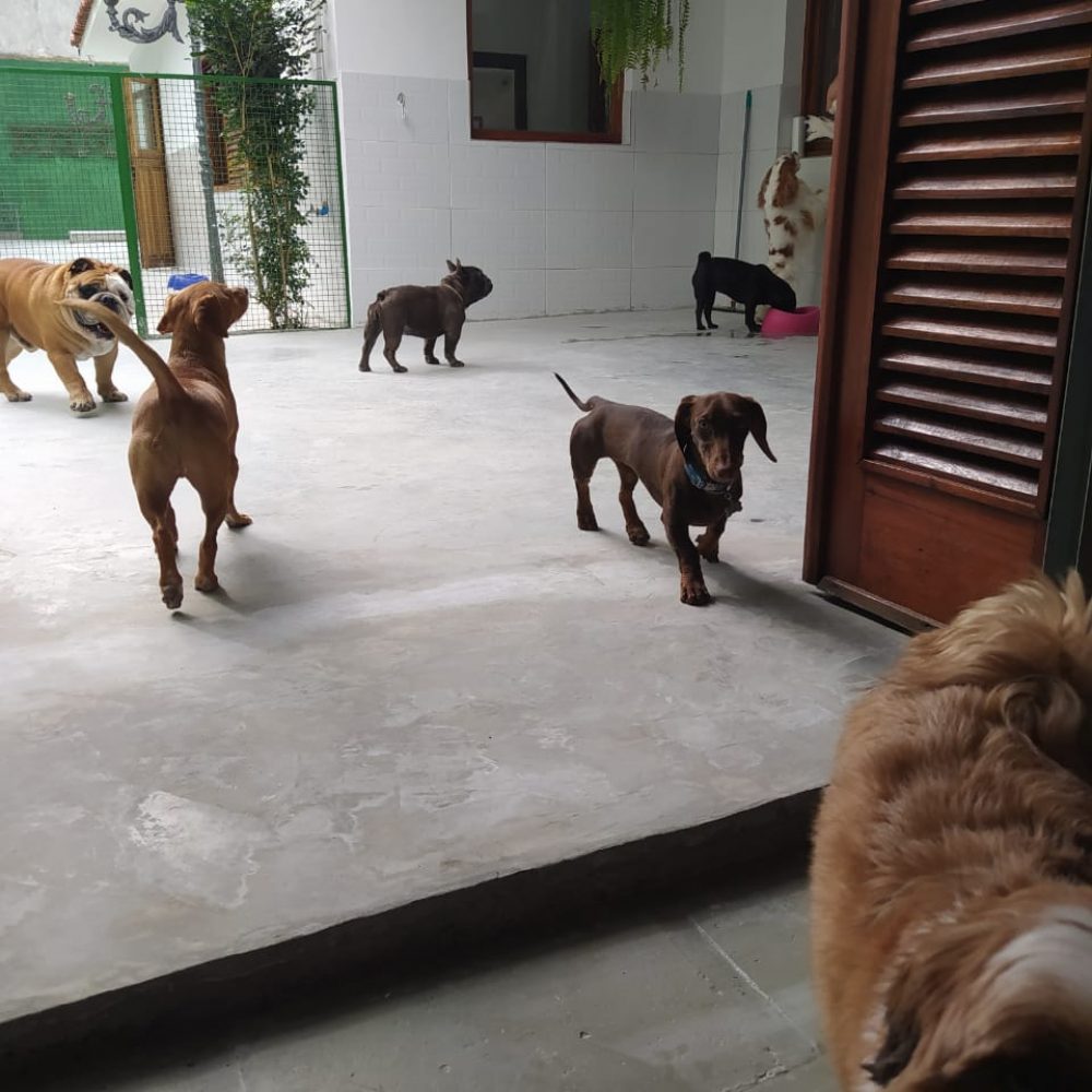 daydogWhatsApp Image 2020-08-06 at 19.24.15 (1) daydogWhatsApp Image 2020-08-06 at 19.24.15 (1)