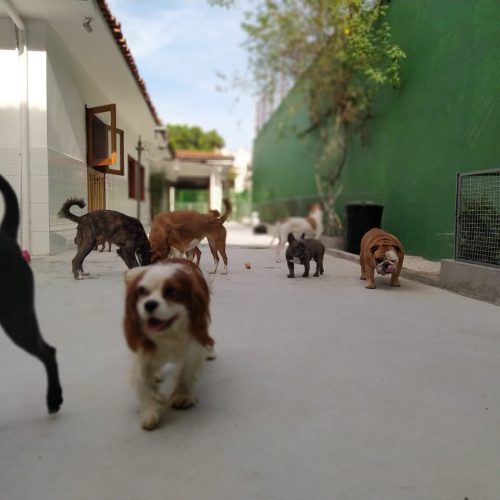 daydogWhatsApp Image 2020-08-06 at 19.24.16 daydogWhatsApp Image 2020-08-06 at 19.24.16