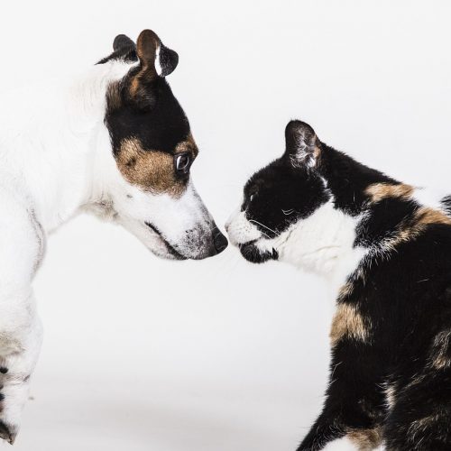 dog-2844211_1280 dog-2844211_1280